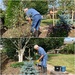 Two trees planted! by happypat