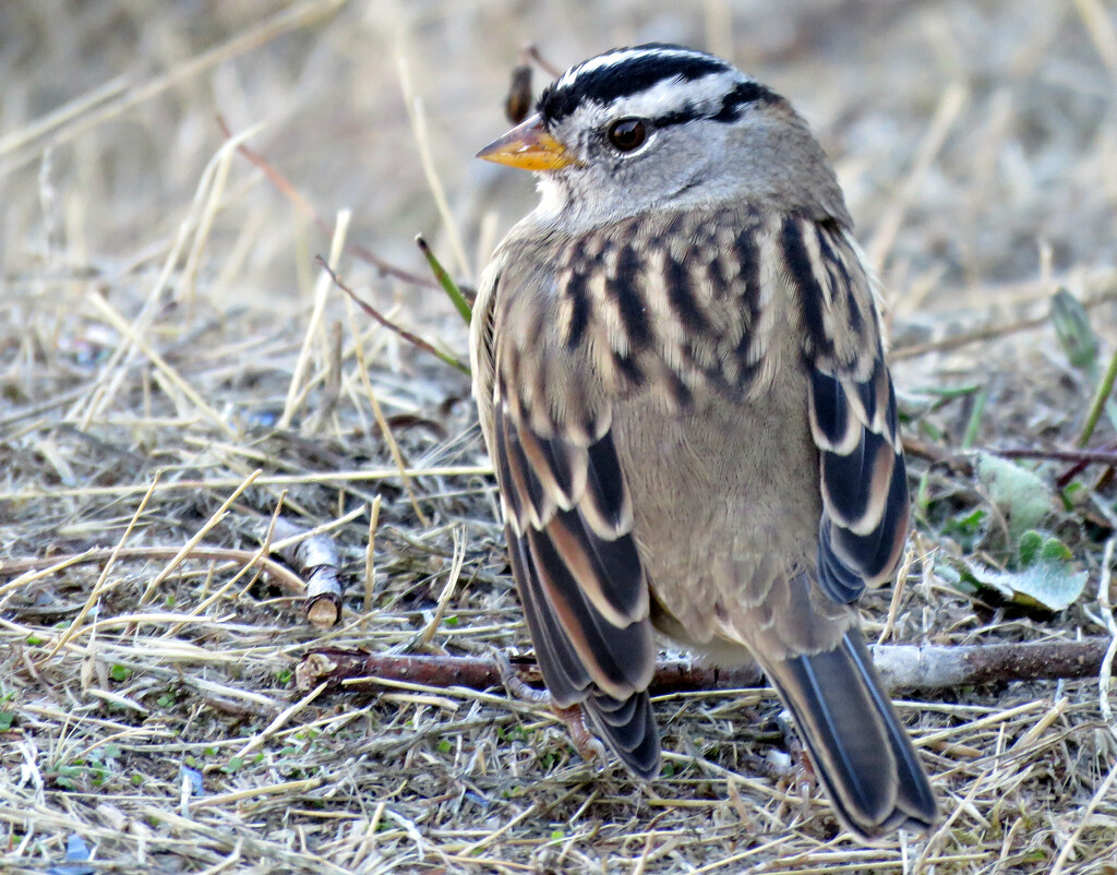 White Crowned Sparrow by seattlite