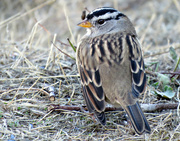 26th Sep 2021 - White Crowned Sparrow