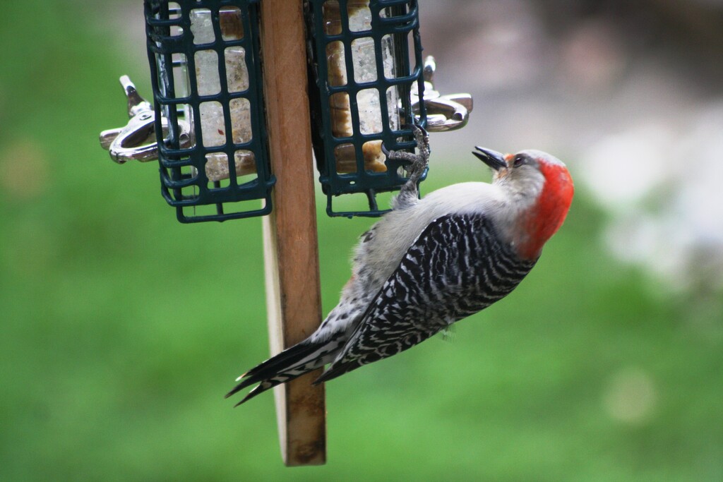 No more squirrels on woodpecker feeder  by bruni