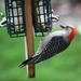 No more squirrels on woodpecker feeder  by bruni