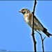 Juvenile goldfinch by rosiekind