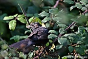 26th Sep 2021 - A rather scruffy blackbird
