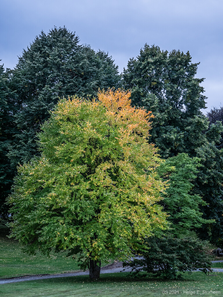Autumn tree by helstor365
