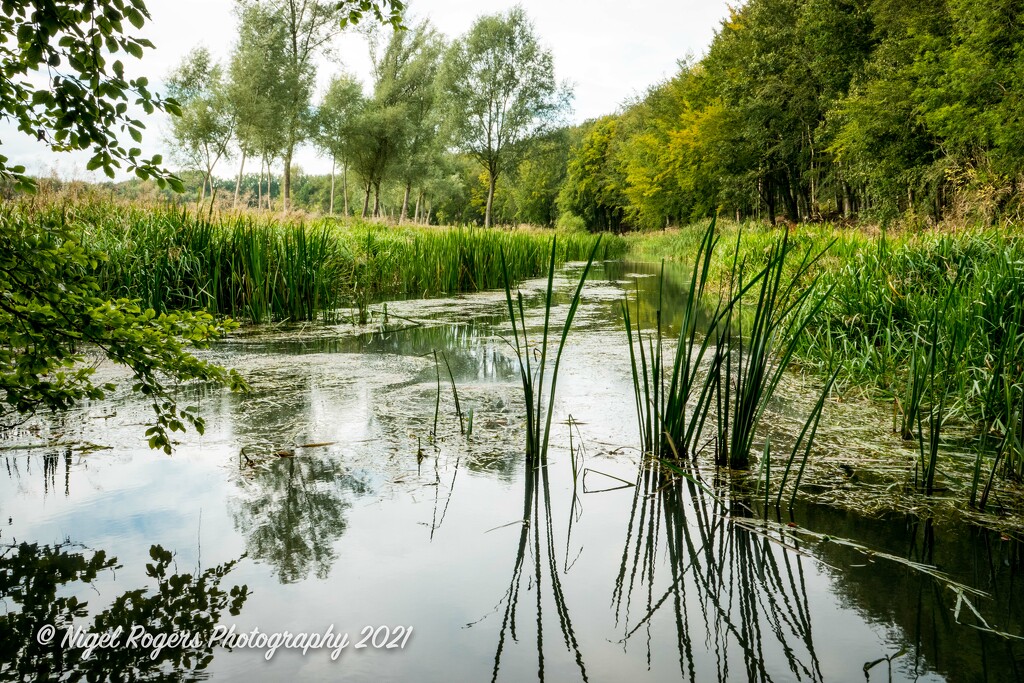 reed reflections by nigelrogers