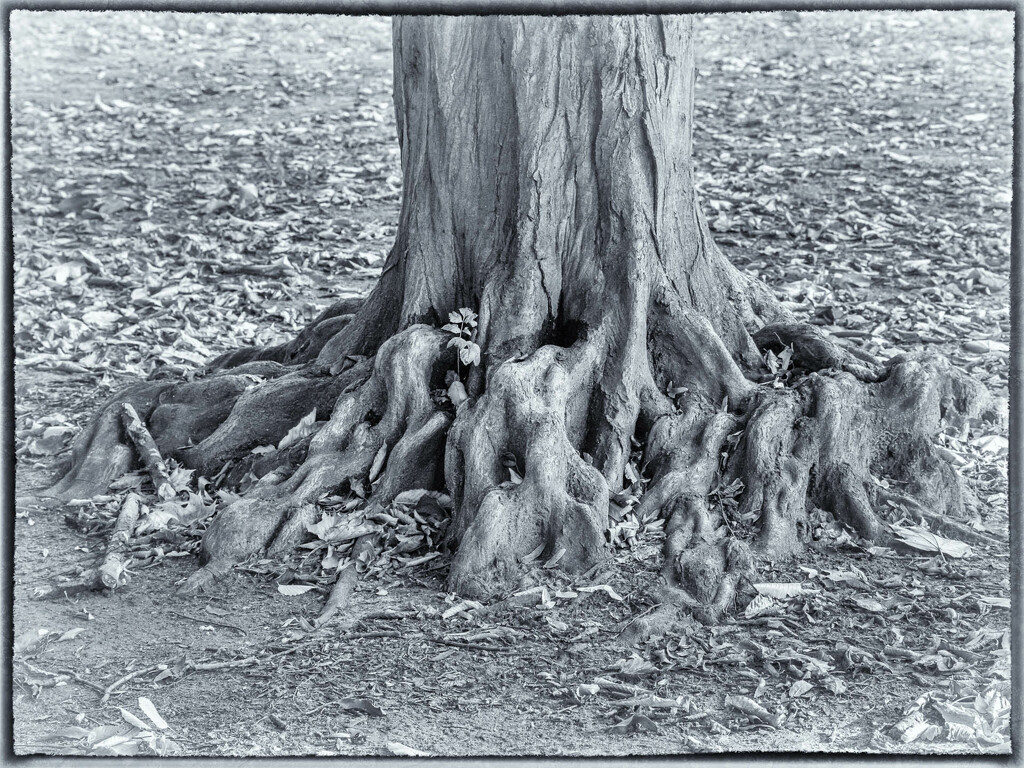 It is more than a root, it is history ... by haskar