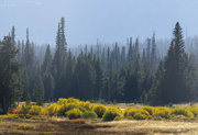 25th Sep 2021 - Fall Color in the Smokey Haze