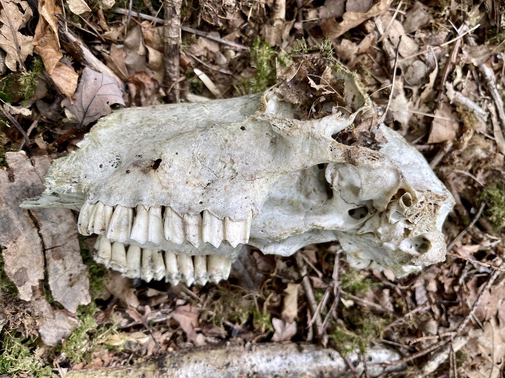 Sheep skull?  by tinley23