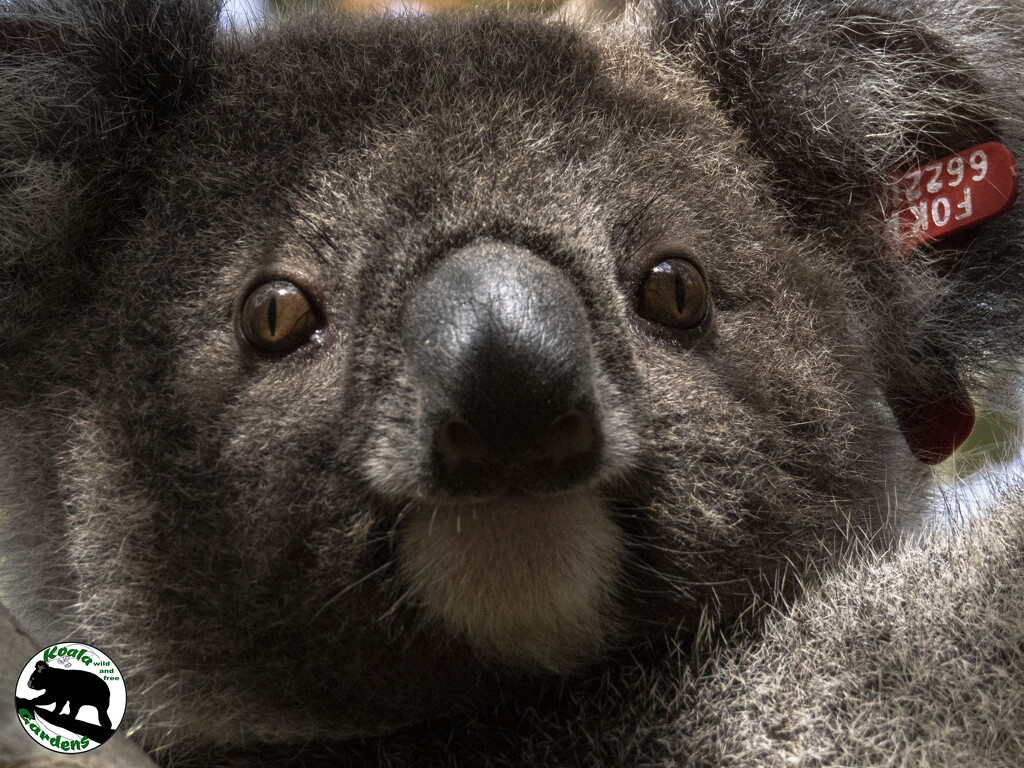 cuteness overload warning by koalagardens