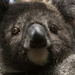 cuteness overload warning by koalagardens