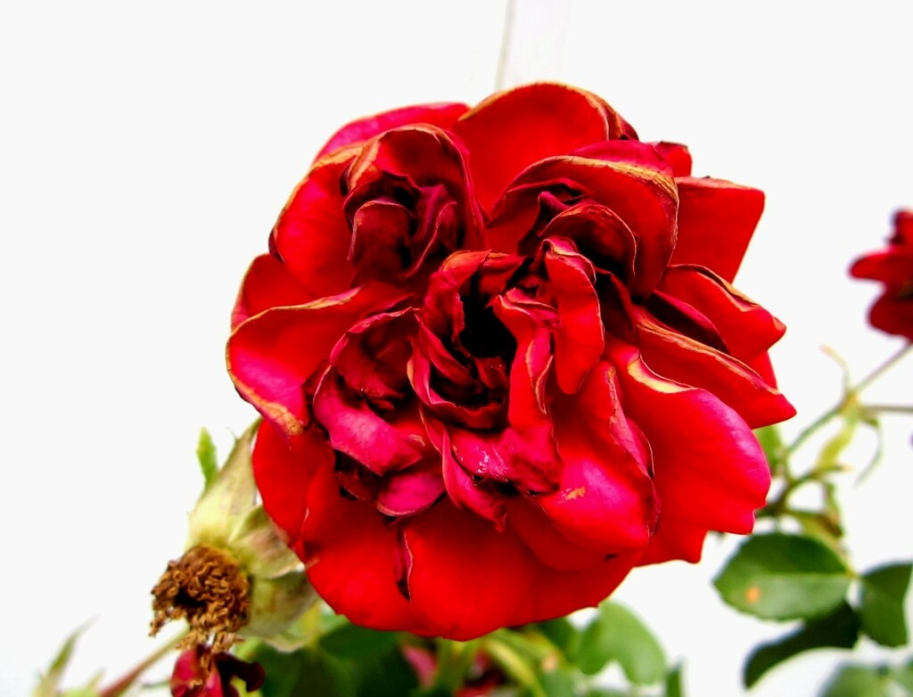 Crvena ruža by vesna0210