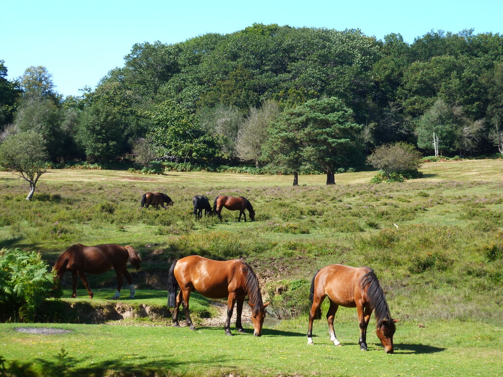 A walk in the New Forest by yorkshirelady