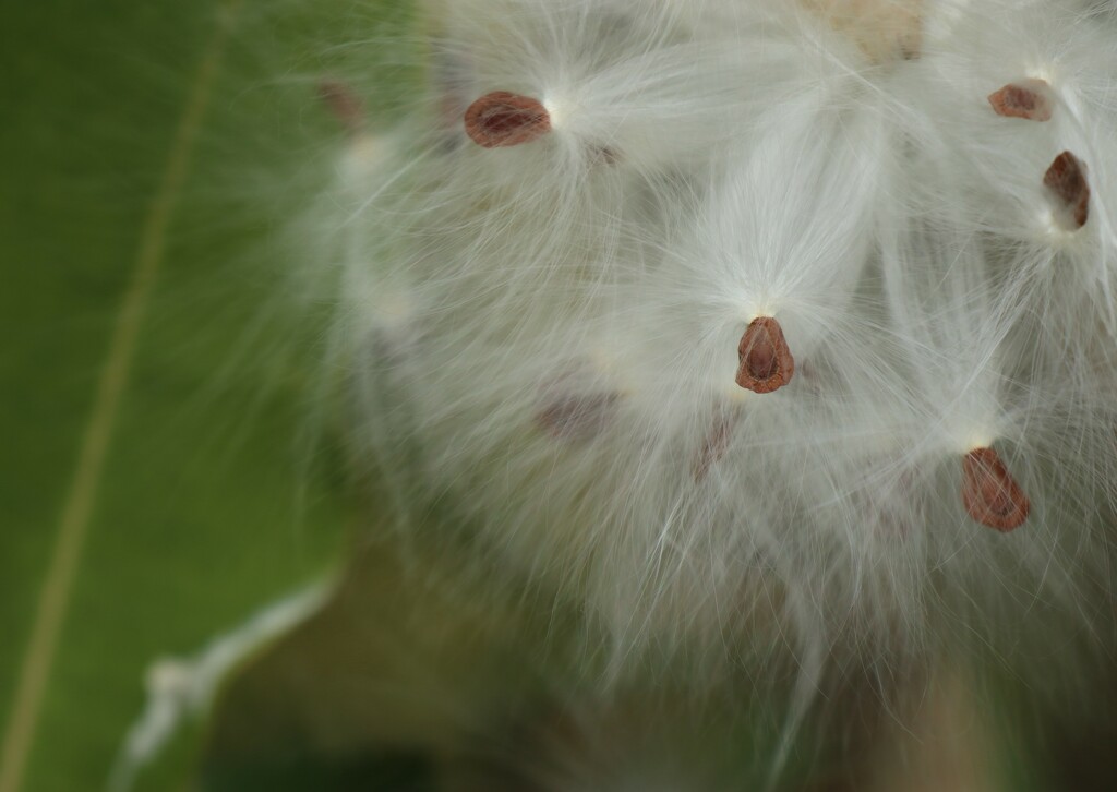 Milkweed Fluff by 365projectorgheatherb