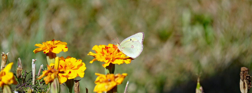 Alfalfa butterfly by larrysphotos