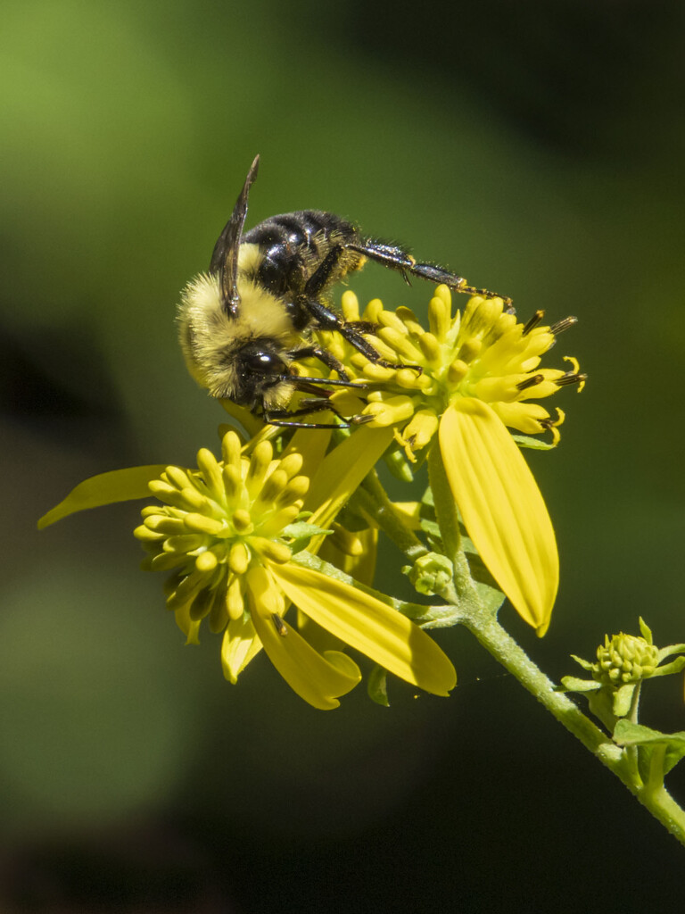 Bee on Wingstem by kvphoto