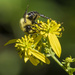 Bee on Wingstem by kvphoto