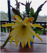 27th Sep 2021 - Yellow Epiphllum flower