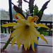 Yellow Epiphllum flower by kerenmcsweeney