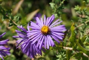 27th Sep 2021 - Awesome Aster