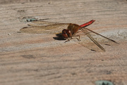 25th Sep 2021 - A Miniature Dragonfly 
