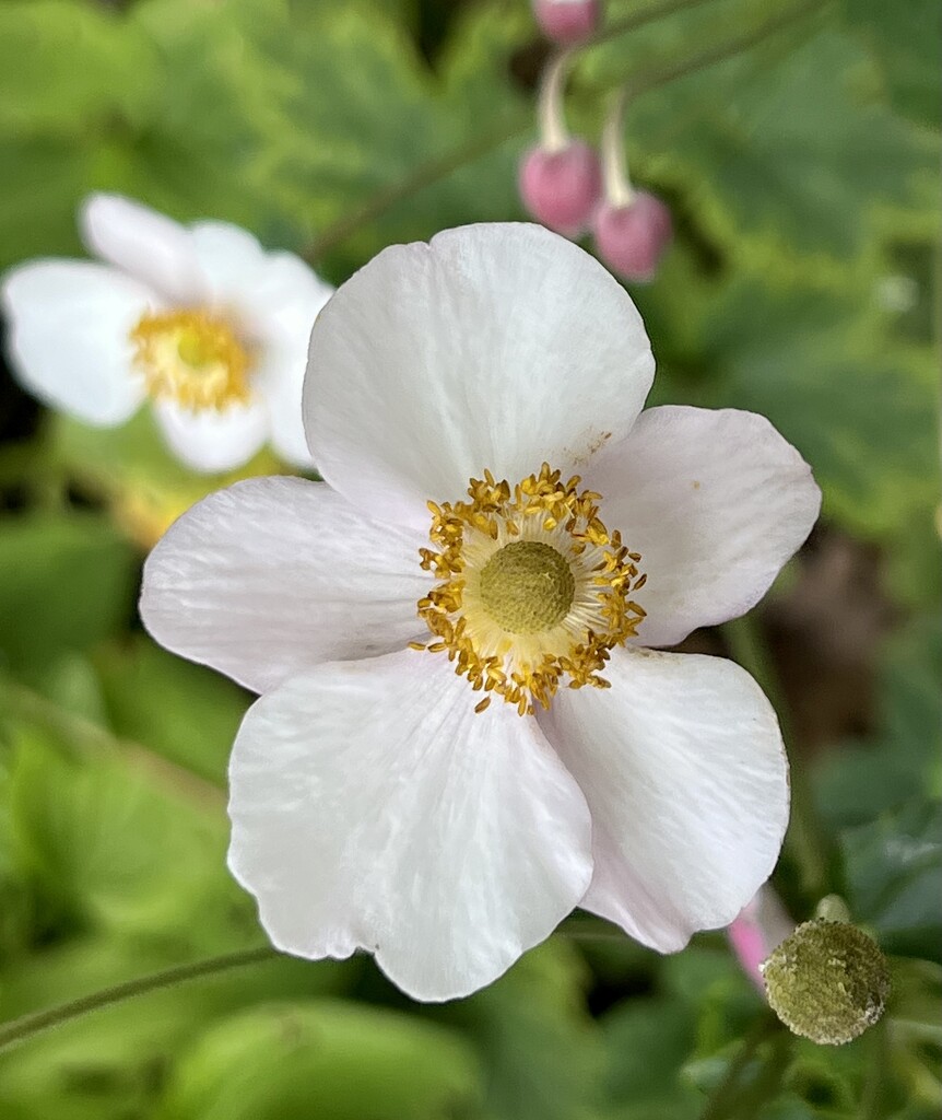 Anemone by amyk