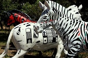 16th Jan 2011 - (Re)tired Zebra