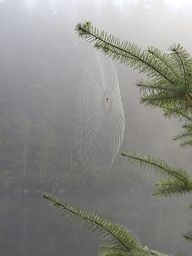 Spider on a Foggy Morning by mitchell304