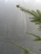 25th Sep 2021 - Spider on a Foggy Morning