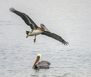 26th Sep 2021 - Pelican Flyby