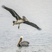 Pelican Flyby by nicoleweg