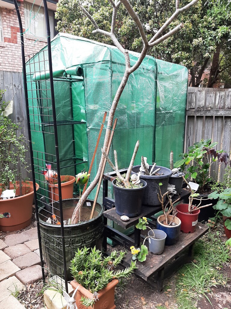 Bigger Greenhouse  by mozette