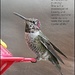 Hummingbird by madamelucy