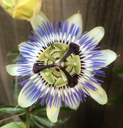 14th Sep 2021 - Passion flower....