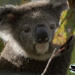 big little man by koalagardens