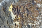 27th Sep 2021 - Shell fossil