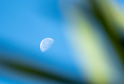 27th Sep 2021 - Leaf Moon