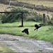 A murder of crows by rosiekind