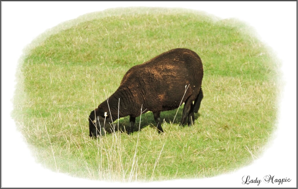 Baa, Baa, Black Sheep  (Click on picture for poem) by ladymagpie