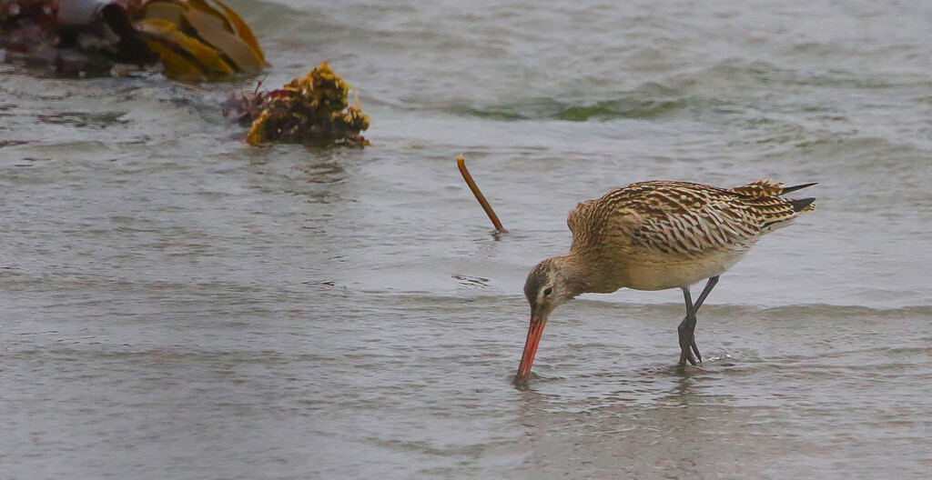 Bar Tailed Godwit by lifeat60degrees