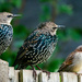 Three little birds by stevejacob