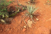 27th Sep 2021 - agave root