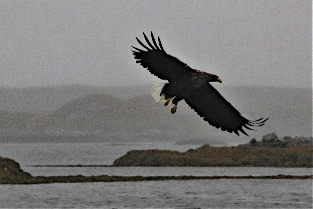 White tailed sea eagle by 365jgh