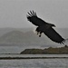 White tailed sea eagle by 365jgh