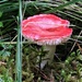 Fairy Toadstool by 365jgh