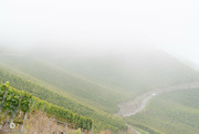 25th Sep 2021 - Moselle vineyards