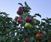 27th Sep 2021 - Juicy apples