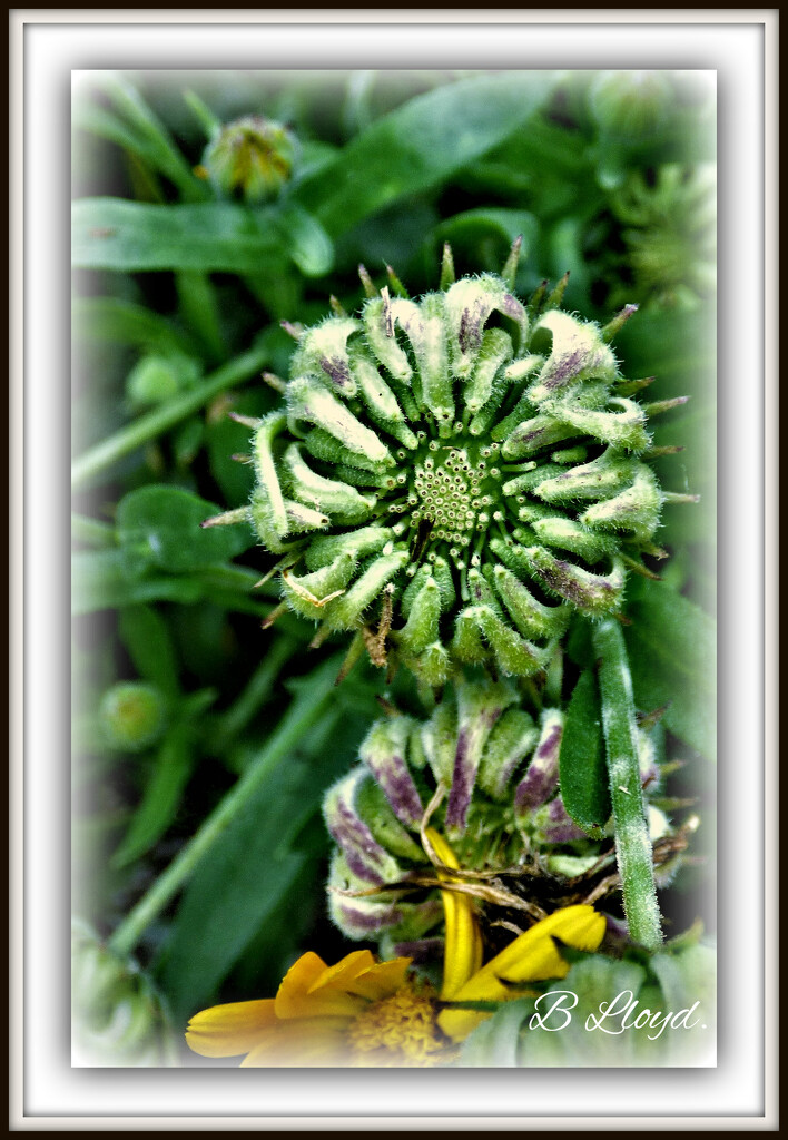 Calendula (marigold)seed-head  by beryl