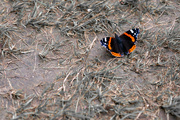 27th Sep 2021 - Butterfly