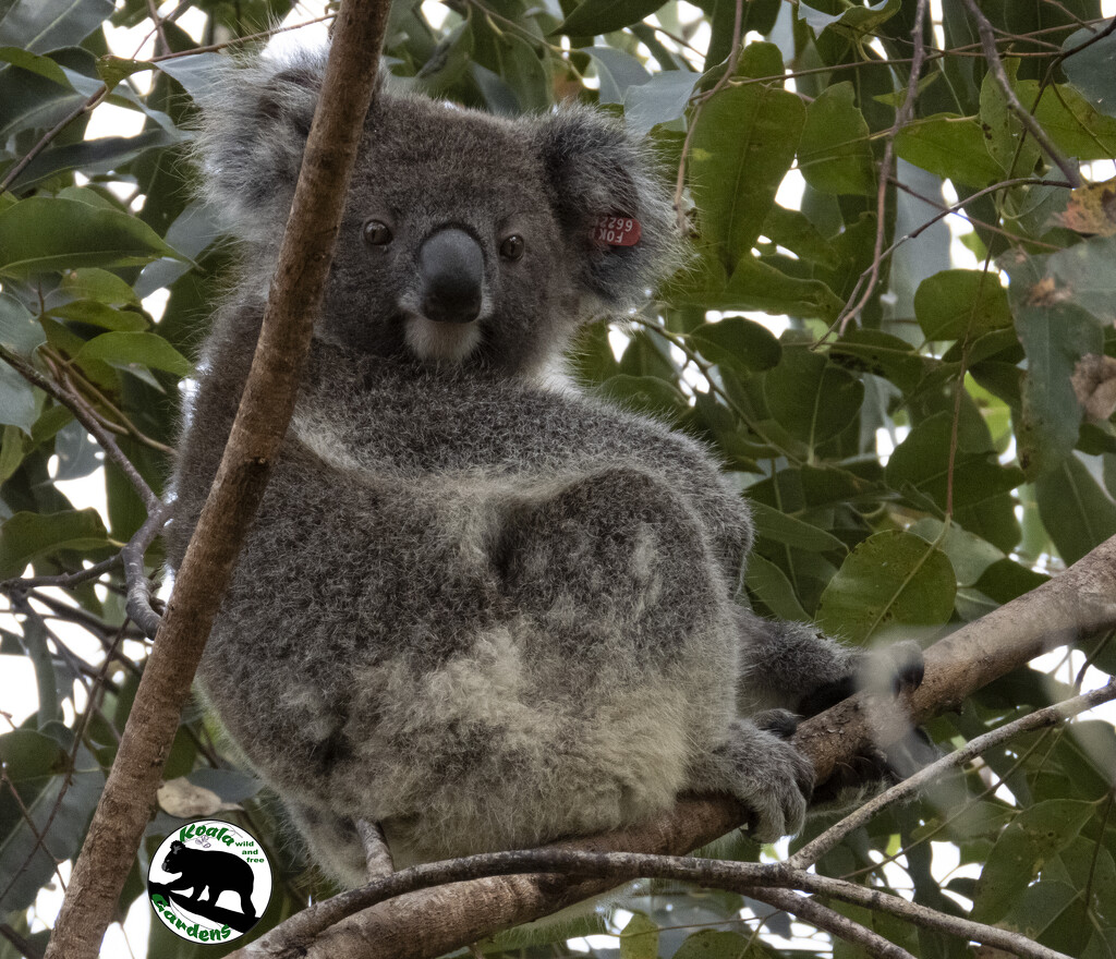 me? I don't got no attitude! by koalagardens