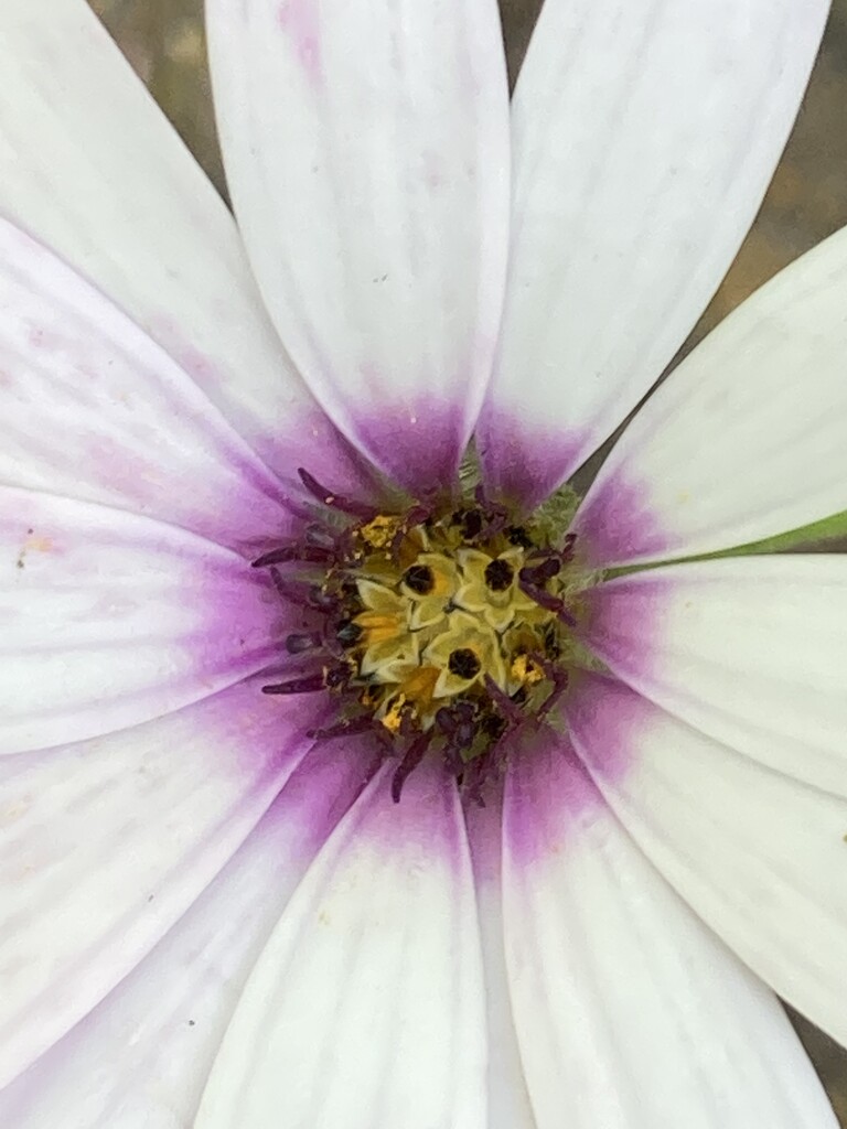 Osteospermum Flower by cataylor41